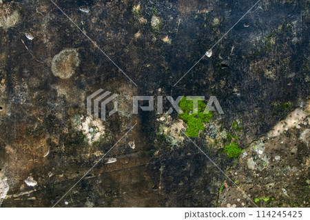 Moss on the cement wall texture and background for design and decoration 114245425