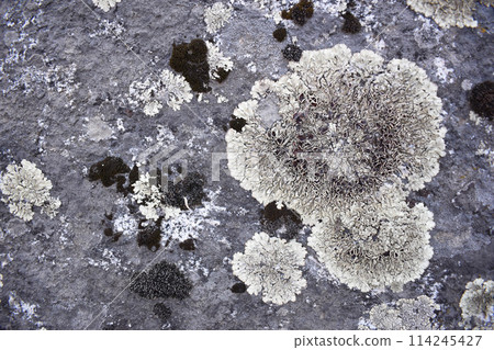 Moss on the cement wall texture and background for design and decoration 114245427