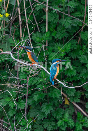 Kingfisher couple Kingfisher couple 114245463