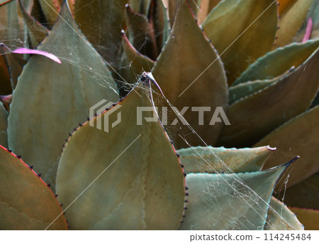 Colorful aloe leaves texture, unusual floral background 114245484