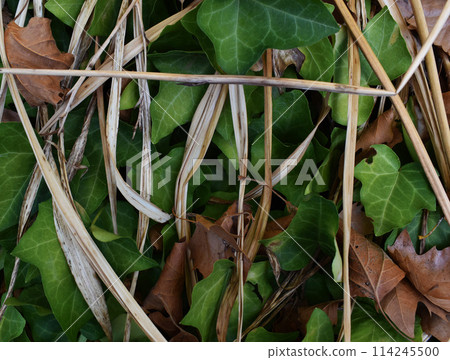 leaf of a tropical plant close-up. Abstract background. leaf of a tropical plant close-up. Abstract background. 114245500