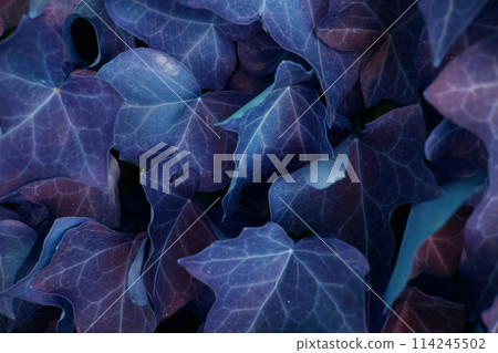 leaf of a tropical plant close-up. Abstract background. 114245502