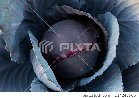 Purple core wild cabbage texture, unusual floral background 114245509