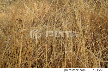 Background of dry grass in the field, golden autumn floral texture 114245510