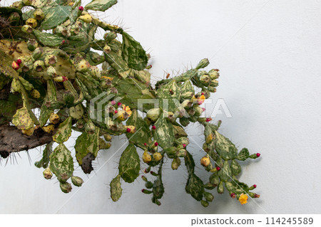 Cactus on white wall background, colorful succulent tropical concept Cactus on white wall background, colorful succulent tropical concept 114245589