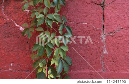 Colorful grape leaves texture, unusual floral background 114245590