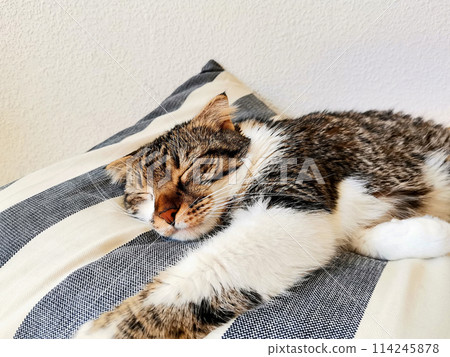 Cute floppy ear cat sleeping on a stripped cushion 114245878