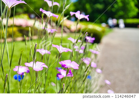 Roadside flowers 114246047