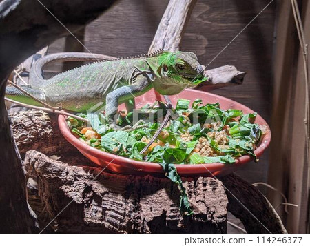 Iguana having a meal Iguana having a meal 114246377