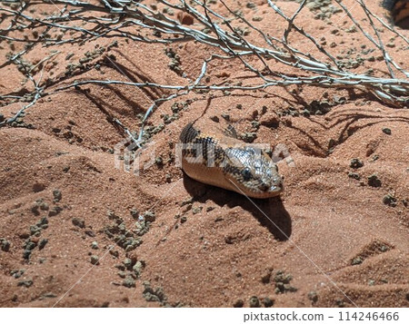 Snake emerging from the sand Snake emerging from the sand 114246466