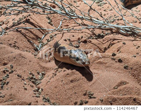 Snake emerging from the sand Snake emerging from the sand 114246467
