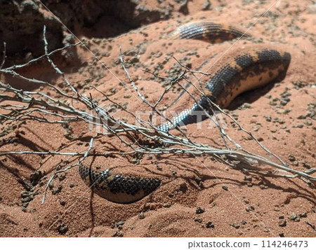 Snake hiding in the sand 114246473