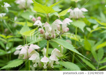 Flowers blooming in the field: Lamium Flowers blooming in the field: Lamium 114246509