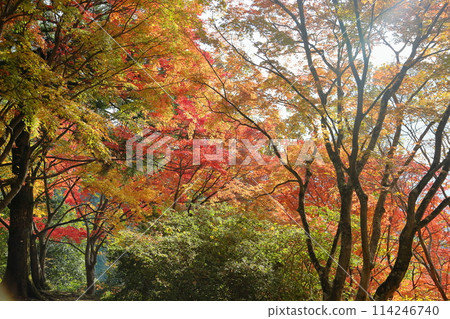 生動的秋葉日本楓樹 114246740