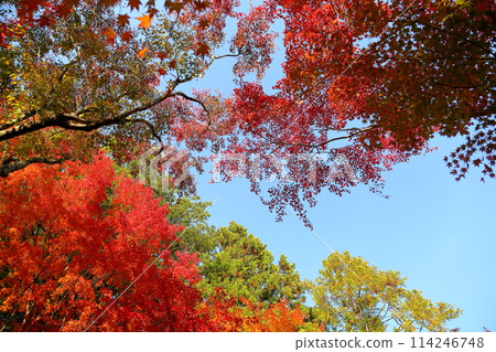 Vivid autumn leaves Japanese maple Vivid autumn leaves Japanese maple 114246748