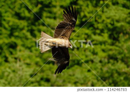 一隻黑鳶在新綠中飛翔尋找獵物。 114246783