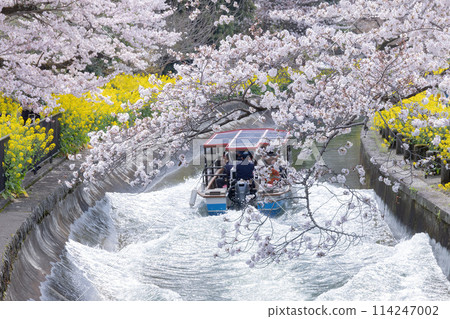 Spring in Yamashina Spring in Yamashina 114247002