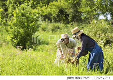 摘花的女人 114247084