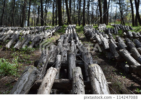Mushroom log cultivation Mushroom log cultivation 114247088