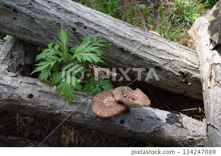 蘑菇原木栽培 蘑菇原木栽培 114247089