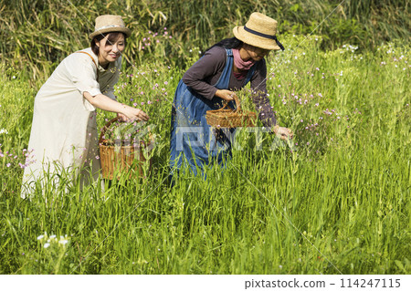 Woman picking flowers 114247115