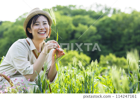 A woman looking at wheat in a field A woman looking at wheat in a field 114247161