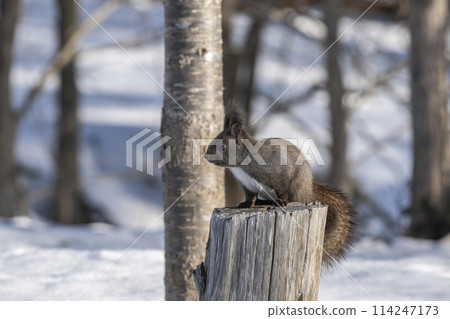 A Hokkaido squirrel resting on a tree A Hokkaido squirrel resting on a tree 114247173