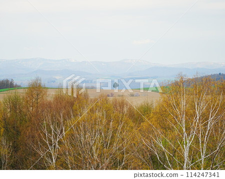 美瑛的春天風景：一棵樹 114247341