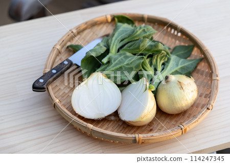 剛收穫的洋蔥和冰植物<四月> 114247345