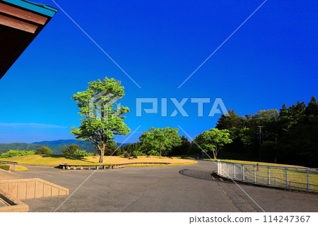 新鮮綠海森林、藍天和新鮮綠樹的景色 114247367