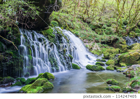 "Akita Prefecture" Spring scenery of Mototaki Falls and Mototaki River "Akita Prefecture" Spring scenery of Mototaki Falls and Mototaki River 114247405
