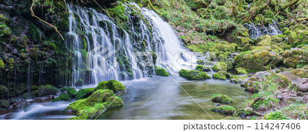 "Akita Prefecture" Spring scenery of Mototaki Falls and Mototaki River 114247406