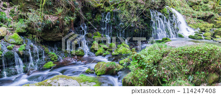"Akita Prefecture" Spring scenery of Mototaki Falls and Mototaki River 114247408