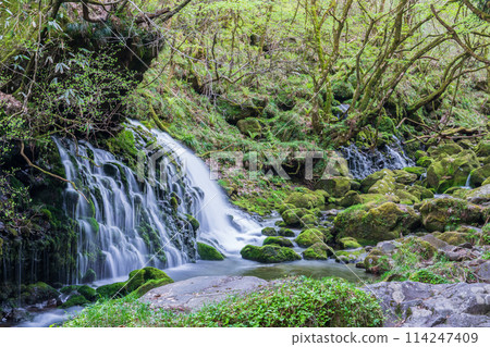 "Akita Prefecture" Spring scenery of Mototaki Falls and Mototaki River "Akita Prefecture" Spring scenery of Mototaki Falls and Mototaki River 114247409
