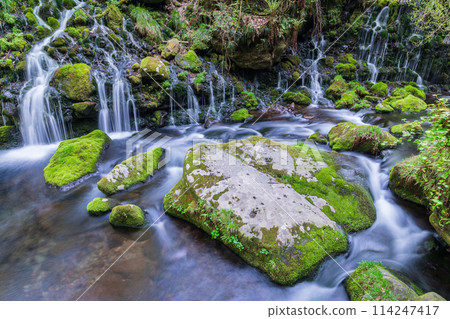 "Akita Prefecture" Spring scenery of Mototaki Falls and Mototaki River 114247417