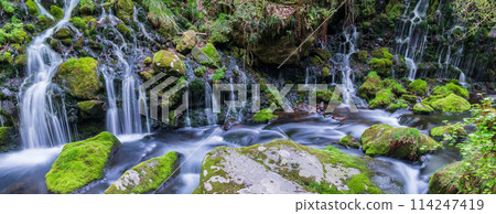 "Akita Prefecture" Spring scenery of Mototaki Falls and Mototaki River 114247419