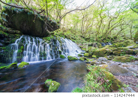 "Akita Prefecture" Spring scenery of Mototaki Falls and Mototaki River 114247444