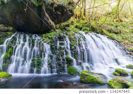 "Akita Prefecture" Spring scenery of Mototaki Falls and Mototaki River 114247445