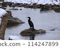 Cormorants searching for prey 114247899