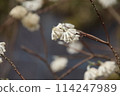 Mitumata flowers 114247989