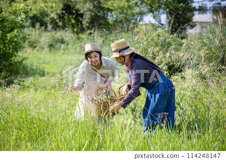 Woman picking flowers Woman picking flowers 114248147