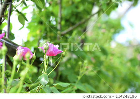 我在附近看到的玫瑰花 114248190