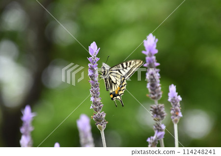 Uji Botanical Garden 114248241