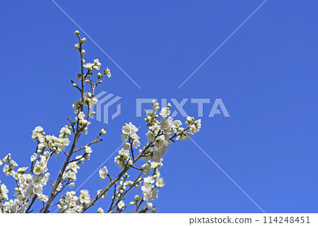 Plum blossom Plum blossom 114248451
