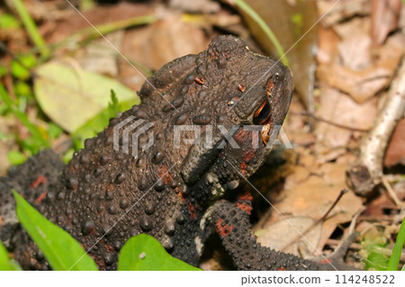 The head of a Japanese common toad moving on dead leaves in the forest at dusk (female, natural light + strobe, macro close-up) The head of a Japanese common toad moving on dead leaves in the forest at dusk (female, natural light + strobe, macro close-up) 114248522