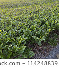 茶園 114248839