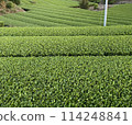 與茶園的風景 114248841