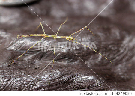 Brown and cream-colored spotted stick insect larvae on a wooden fence (natural light + strobe, macro close-up) Brown and cream-colored spotted stick insect larvae on a wooden fence (natural light + strobe, macro close-up) 114249036