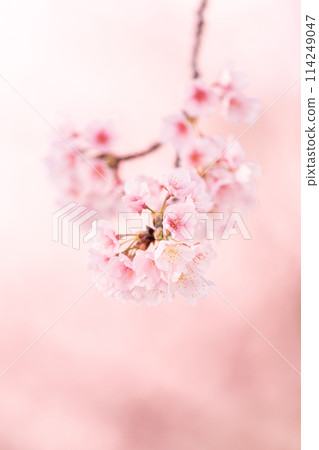 早盛開的櫻花樹 114249047