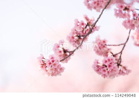 Early blooming cherry tree Early blooming cherry tree 114249048
